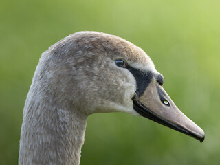 Swan (Schwan) 