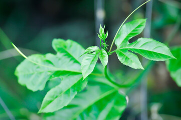 passion fruit plant, Passiflora edulis or Passionfruit or Maracuja