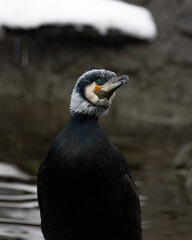Kormoran