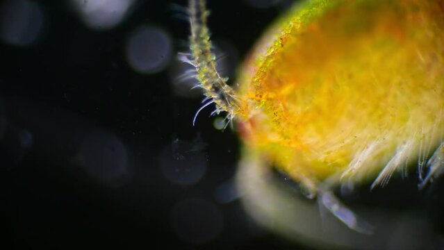 Detailed magnification of a copepod plankton, displaying its body and eggs on a dark background.