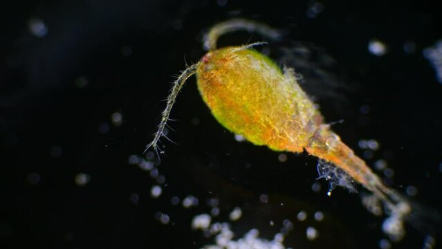 Copepod plankton observed under a microscope against a black background, showcasing its body and eggs.