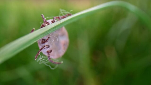 Macro shot of a tick perched on a blade of grass in a meadow, lying in wait for its next victim.