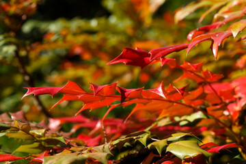Rot verfärbte Blätter mit Dornen an einem Strauch im Herbst, Deutschland