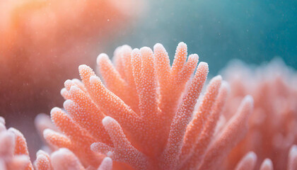 Close-up of minimalistic beautiful natural pink corals. Coral texture underwater. Marine life.