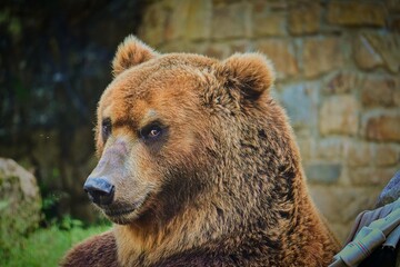 Bear, Ursus arctos beringianus