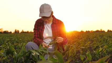 Woman farmer agronomist checking corn seedling leaf at sunset plantation. Female professional agricultural worker industrial research organic plant production control cultivation examination