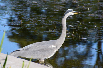 heron, closeup