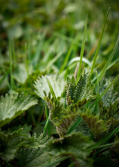 Brennnesseln im Frühling