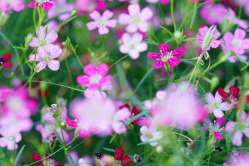 gypsophila flower