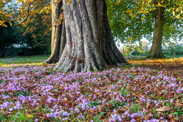 Spring in the park