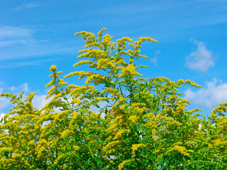 Goldenrod or Solidago virgaurea, summer, wildflowers, yellow flowers