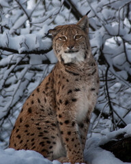 Lynx (Luchs)