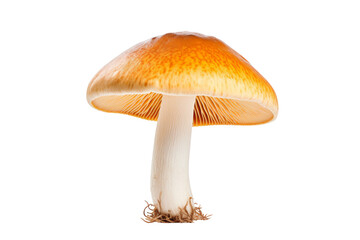 Delicate Wonder: A Mushrooms Intricate Beauty. On a White or Clear Surface PNG Transparent Background.