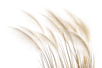 Whispers of Nature: A Close-Up of Lush Grass on a Blank Canvas. On a White or Clear Surface PNG Transparent Background.