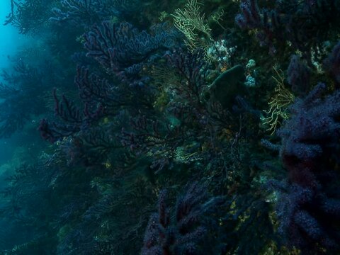 Gorgonians on a drop-off with white seabream fish, moving forward. 1 This footage is from a series on the same animal. Check my Gorgonian album.