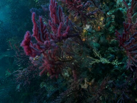 Gorgonians on a drop-off with white seabream fish, moving forward. 2 This footage is from a series on the same animal. Check my Gorgonian album.