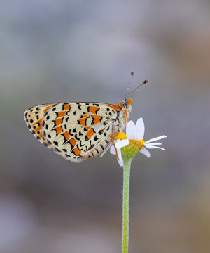 Beautiful iparhan butterfly ; Melitaea trivia ( Syriaca )