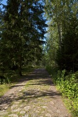 Obraz premium Old cobblestone path at Slåttmossen (oasis swamp) nature reserve in summer, Jakomäki, Helsinki, Finland.
