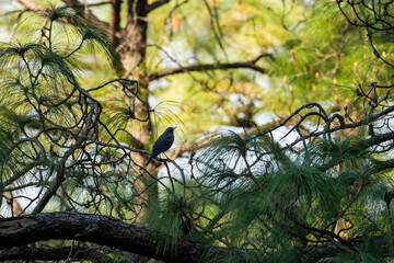 Blue whistling thrush or Myophonus caeruleus bird perched high on pine tree at foothills of...
