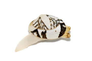 アサリ　白バック © inubi