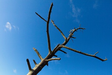 The top of a dead tree in front of clear blue sky.