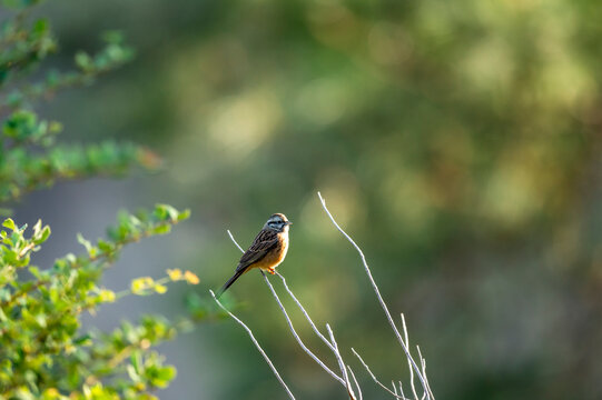 rock bunting or Emberiza cia bird in natural green background in winter season at forest of manila utttarakhand india asia