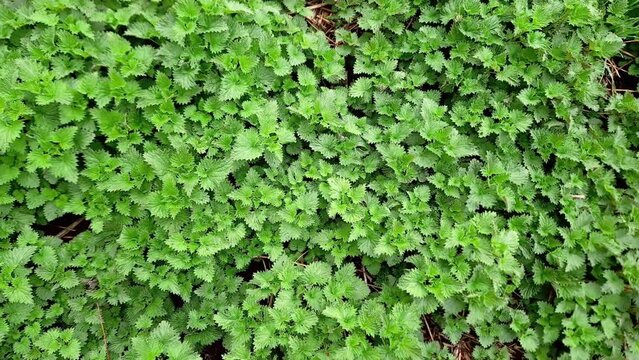Young leaves of stinging nettle, top view in overcast weather