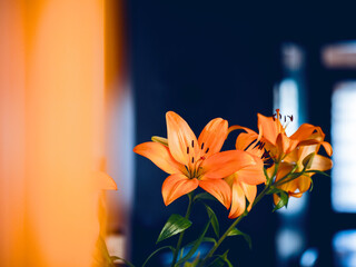 Orange color lily flower bouquet, dark room with blue outside light background. Selective focus. Floral compassion, nature beauty and shape concept. Rich saturated color.