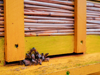 Swarm of cute honey bee by the entrance to a yellow color beehive made of wood and cane. Organic...