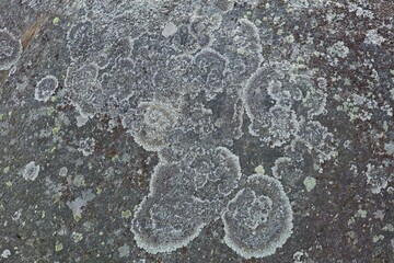 Closeup of old grey lichen growing on stone surface.