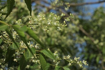 Neem flower closeup. Azadirachta indica. Neem. Margosa. Nim tree. Indian lilac. 