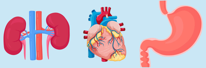 KIDNEY, HEART, STOMACH