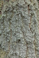 Closeup of old tree trunk with moss.