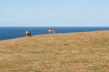 Horses grazing in summer by the sea. Asturias