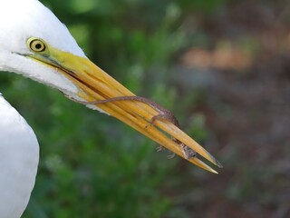 Great Egret With Its Fresh Lizard Anole Catch 