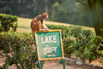 Funny little monkey sits on pointer with text LAKE in public indian park against green plants...