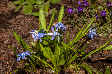 Scilla - Blue little Star