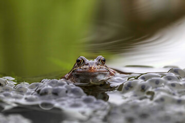 Common Frog with spawn in a garden pond