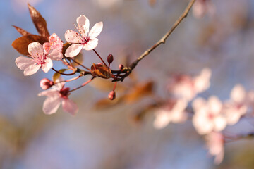 Fr&uuml;hlingsbl&uuml;te