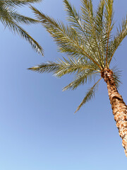 palm tree against blue sky