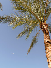 Palm tree against the sky with an aeroplane