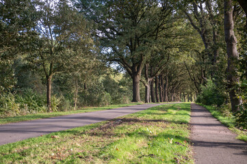 Sunny Country Road Flanked by Oak Trees