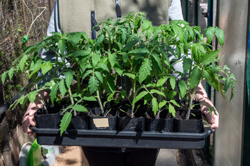 Tomato seedlings are carried for transplanting into the ground . Tall tomato sprouts