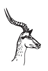 Graphical portrait of antelope on white background,vector illustration