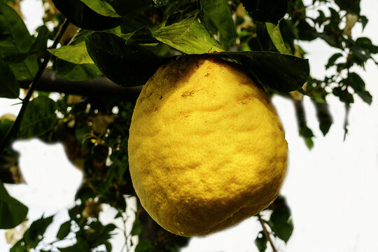 Zitronatzitrone on tree