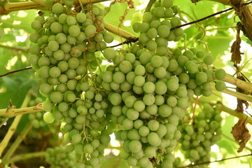 a branch of grapes 