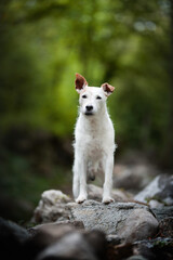 Obraz premium Terrier Jack Russell 