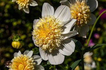 Fototapeta premium White Dahlia with open Blossom