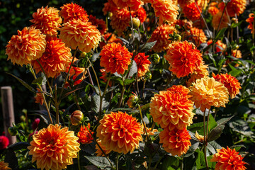 Red and Yellow Dahlias