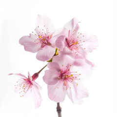 Fototapeta na wymiar Sakura flower cherry blossom isolated on a white background